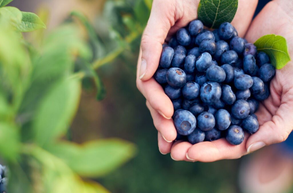 Blue Berries for Bone Health?