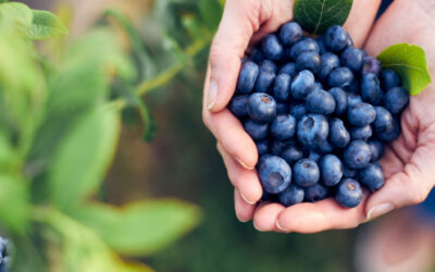 Blue Berries for Bone Health?