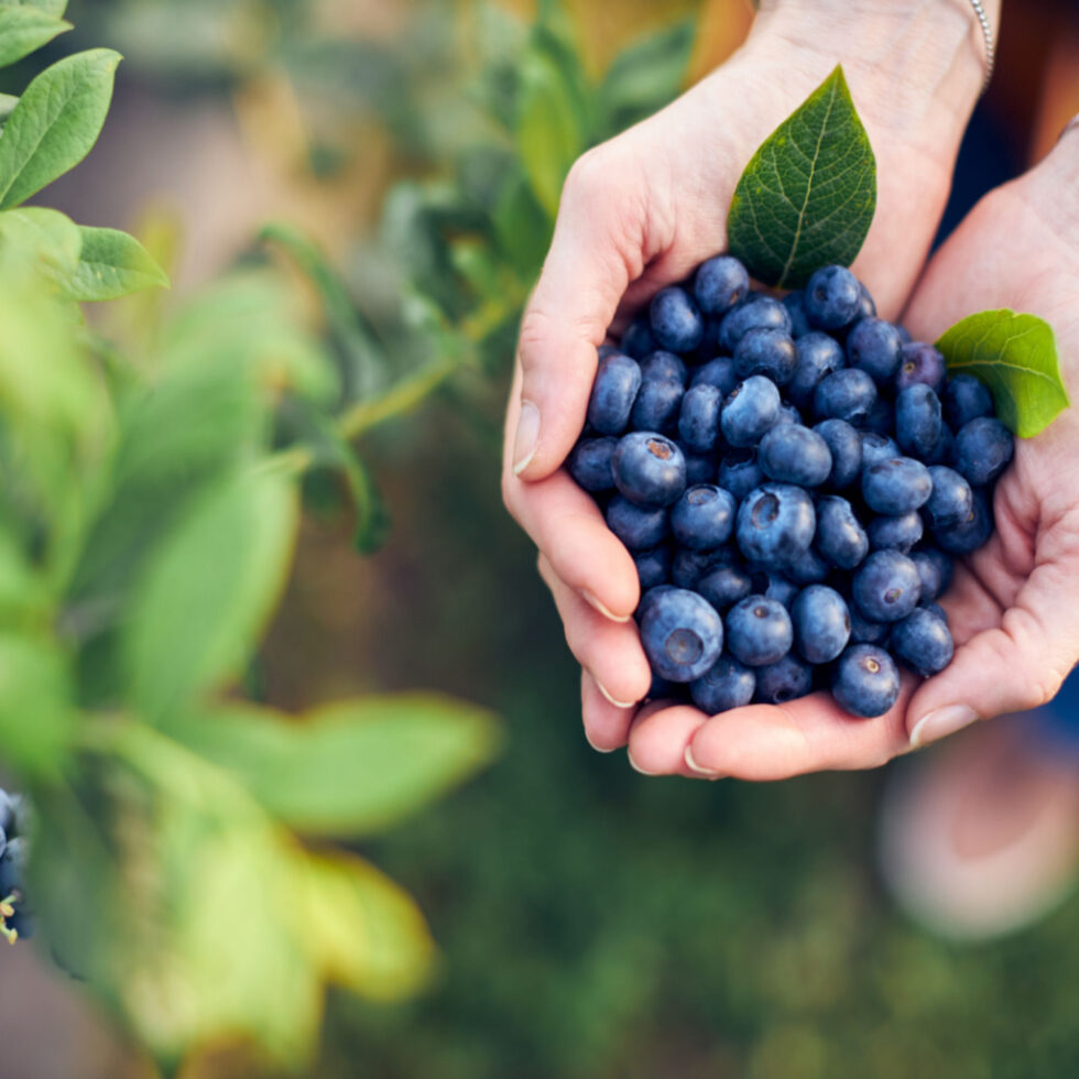 Blue Berries for Bone Health? - iPIVOT-now